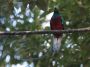 CostaRica06 - 122 * Resplendant Quetzal